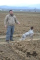 Setter Anglais ZAGO DELLE FURIE DEI BIAGIONI Setter Anglais ZAGO DELLE FURIE DEI BIAGIONI